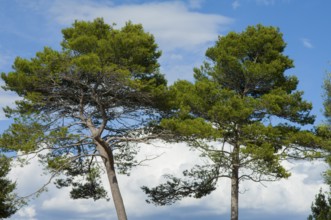 2 Pine trees (Pinus pinea) in front of a blue sky