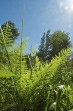 Lady fern, common lady fern, common wood fern, lady fern (Athyrium filix-femina)