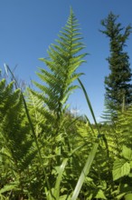Lady fern, common lady fern, common wood fern, lady fern (Athyrium filix-femina)
