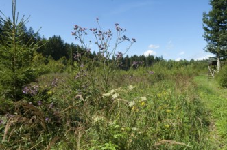 Meadow created on cleared forest area