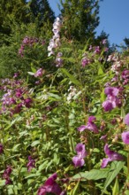 Himalayan balsam (Impatiens glandulifera)