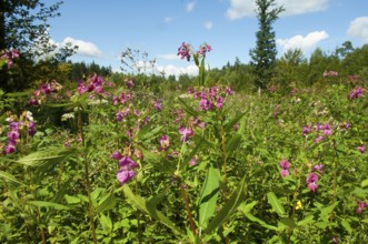 Himalayan balsam (Impatiens glandulifera)