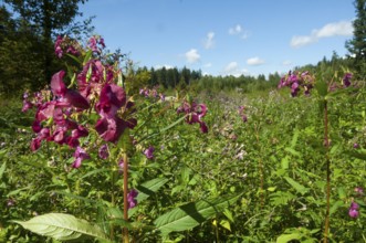 Himalayan balsam (Impatiens glandulifera)