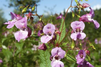 Himalayan balsam (Impatiens glandulifera)