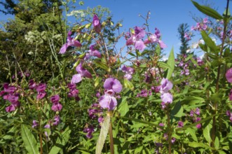 Himalayan balsam (Impatiens glandulifera)