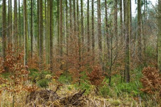 Mixed forest in autumn