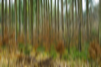 Mixed forest in autumn, motion blur
