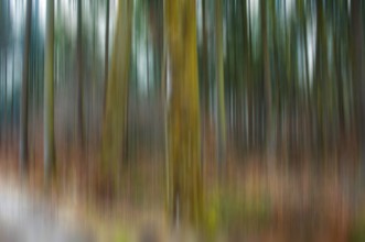 Mixed forest in autumn, motion blur