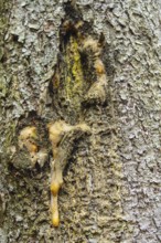 Tree bark, resin flows from damaged bark