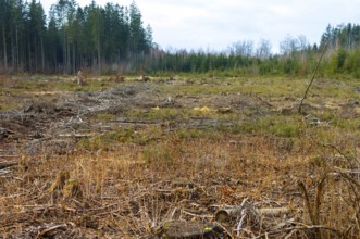 Cleared forest area