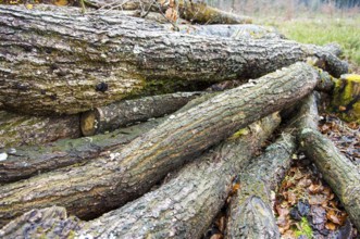 Stacked tree trunks lie next to cleared forest area