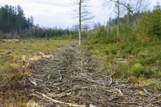 Cleared forest area