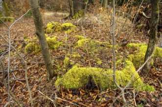 Moss and autumn leaves on the forest floor