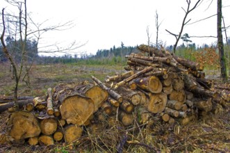 Stacked tree trunks lie next to cleared forest area