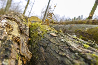 Stacked tree trunks lie next to cleared forest area