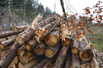 Stacked tree trunks lie next to cleared forest area