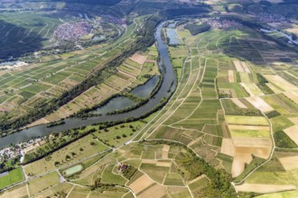 Wine-growing area, vineyard, Main, Volkach, Bavaria, Lower Franconia, Kitzingen district,