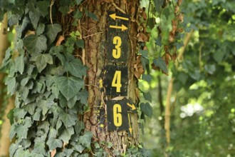 Numbers 3 and 4 with arrows painted on tree covered in ivy marking hiking path in forest