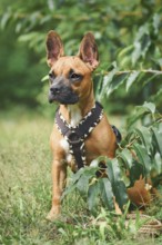 Cute dog wearing Y-shaped harness sitting among grass and plants