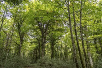The Foresta Umbra, ancient beech forest and part of the Gargano National Park, Gargano, Apulia,