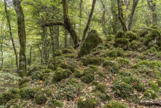 The Foresta Umbra, ancient beech forest and part of the Gargano National Park, Gargano, Apulia,