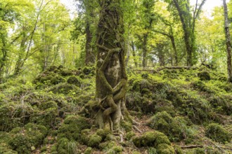 The Foresta Umbra, ancient beech forest and part of the Gargano National Park, Gargano, Apulia,