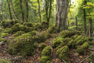 The Foresta Umbra, ancient beech forest and part of the Gargano National Park, Gargano, Apulia,