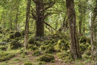 The Foresta Umbra, ancient beech forest and part of the Gargano National Park, Gargano, Apulia,