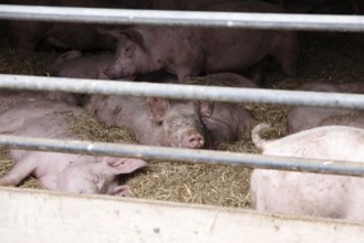 Domestic pig (Sus scrofa domesticus), pigsty, resting, straw, free range, husbandry, agriculture,