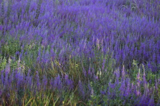 Purple loosestrife (Lythrum salicaria) in a dry carp pond, Eckental, Middle Franconia, Bavaria,
