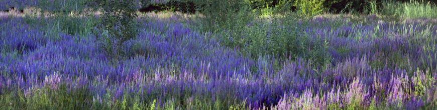 Purple loosestrife (Lythrum salicaria) in a dry carp pond, Eckental, Middle Franconia, Bavaria,