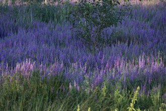 Purple loosestrife (Lythrum salicaria) in a dry carp pond, Eckental, Middle Franconia, Bavaria,