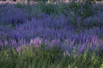 Purple loosestrife (Lythrum salicaria) in a dry carp pond, Eckental, Middle Franconia, Bavaria,