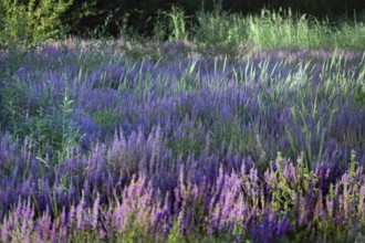 Purple loosestrife (Lythrum salicaria) in a dry carp pond, Eckental, Middle Franconia, Bavaria,