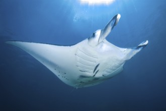 Underwater photo of giant manta ray (Manta birostris) Giant ray swimming through open water Open
