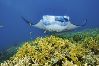 Underwater photo of coastal reef manta ray (Mobula alfredi) synonym ray common name devil ray swims