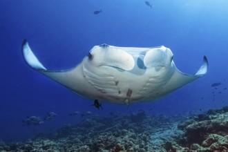 Underwater photo of coastal reef manta ray (Mobula alfredi) synonym ray common name devil ray swims
