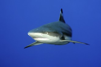 Underwater photo of large blacktip reef shark (Carcharhinus melanopterus) blacktip reef shark