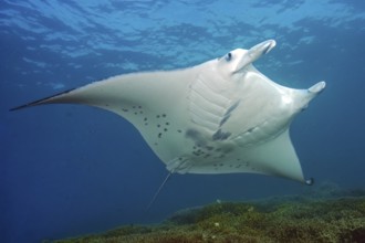 Underwater photo of coastal reef manta ray (Mobula alfredi) synonym ray common name devil ray swims