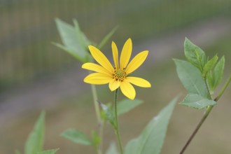 Jerusalem artichoke (Helianthus tuberosus), flower, yellow, crop plant, leaves, close-up, A single