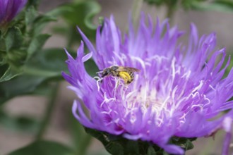 Yellow-banded furrow bee (Halictus scabiosae), cornflower aster (Stokesia laevis), macro, nectar,