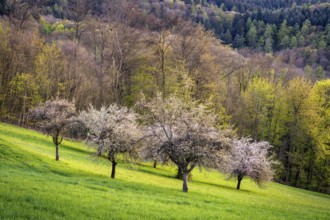 White blossoming fruit trees in a meadow in spring. Rural spring landscape, evening. Odenwald,