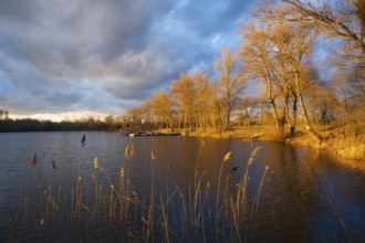 Lake in spring, dramatic sky, evening sun illuminates bare trees. Rhine-Neckar district,