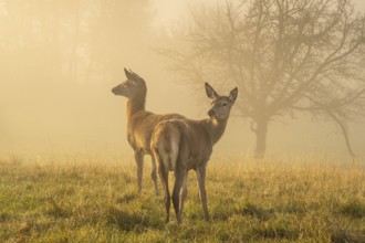 Two hinds in a meadow in autumn fog. The morning sun shines through the fog, golden hour. Game