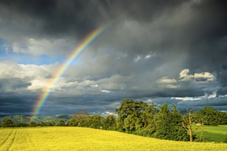Cultivated landscape with yellow blossoming rape field. Rainbow in the sky after a thunderstorm,