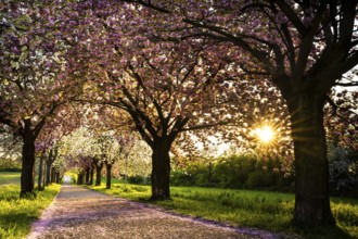Blossoming avenue with cherry trees in white and pink. Evening sun. Rhine-Neckar district,