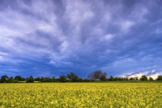Cultivated landscape with yellow blossoming rape field. Dramatic sky with fan-shaped dark clouds.