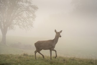 Doe in a meadow in the fog. Game reserve. Allgäu, Baden-Württemberg, Germany