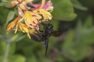 Violet carpenter bee (Xylocopa violacea) collecting nectar from orange-coloured honeysuckle flowers
