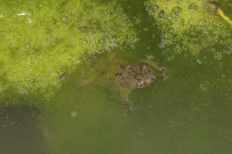A yellow-bellied toad (Bombina variegata) swimming in greenish water of a forest puddle with algae